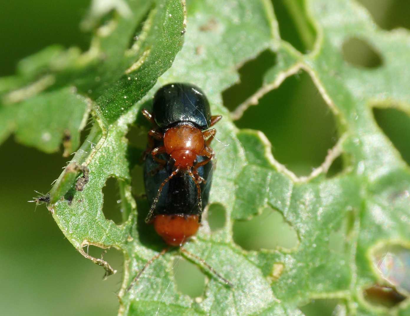 Podagrica fuscicornis